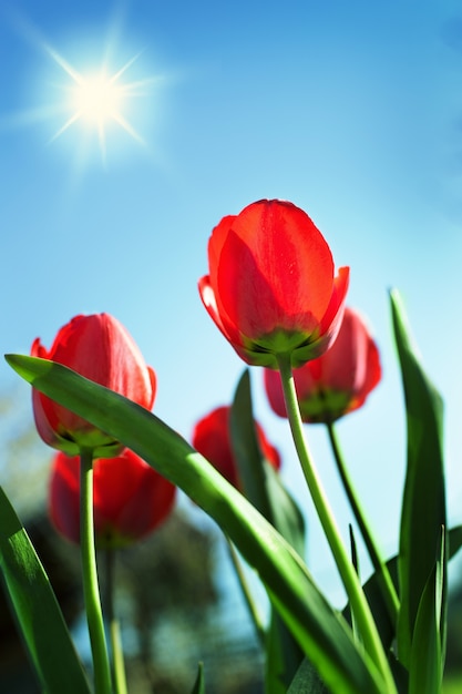 Tulipes rouges sur le terrain