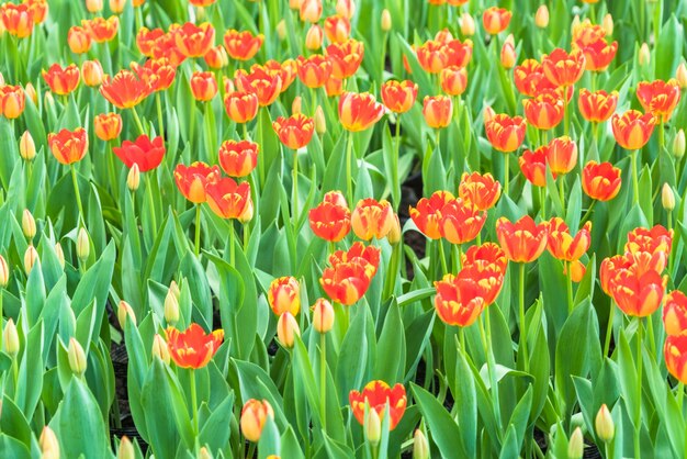 Tulipes rouges