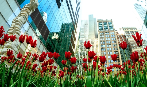 Tulipes rouges