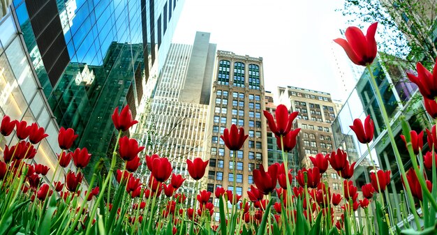 Tulipes rouges