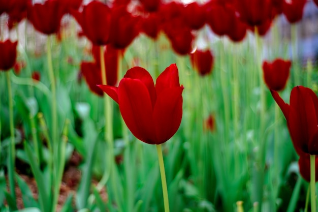 Tulipes rouges