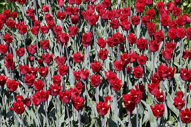 Tulipes rouges.