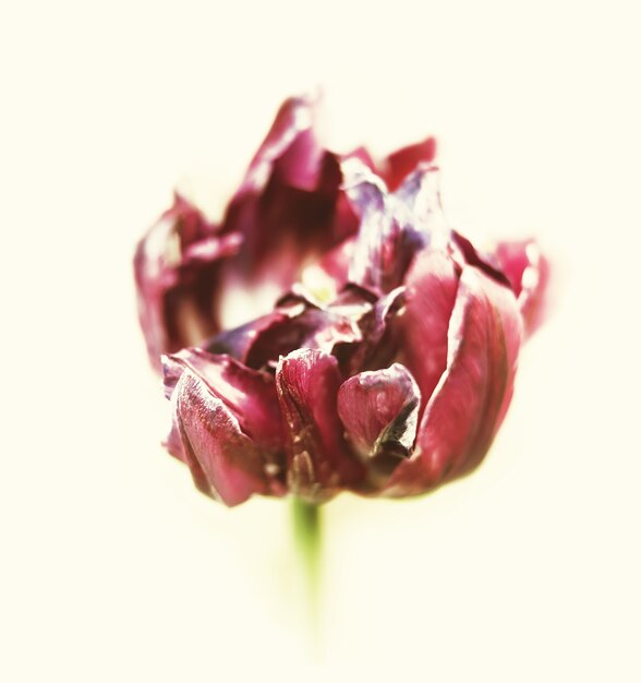 Tulipes séchées. Pétales secs de tulipes rouges. Tulipes sèches comme symbole du temps de décoloration. DOF peu profond