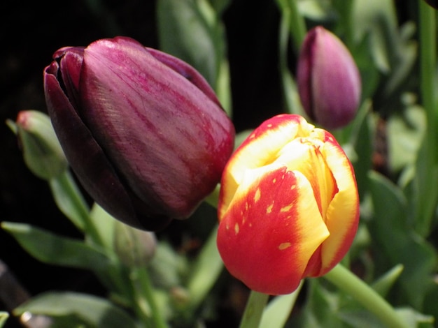 Photo les tulipes sont des fleurs herbacées bulbeuses vivaces