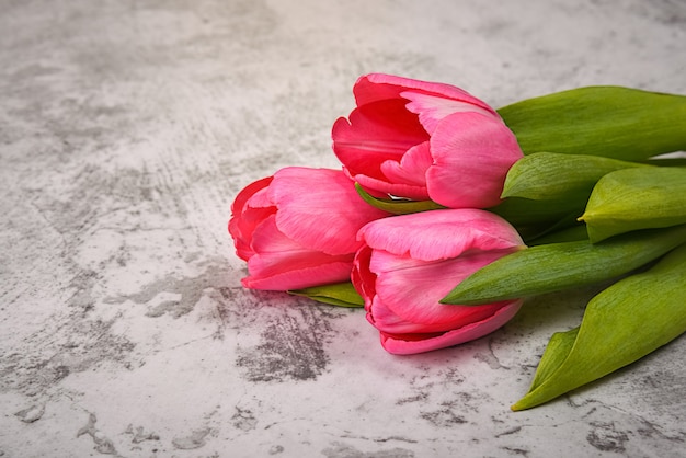 Les tulipes sont lumineuses, fraîches, roses sur un gros plan de fond gris clair.