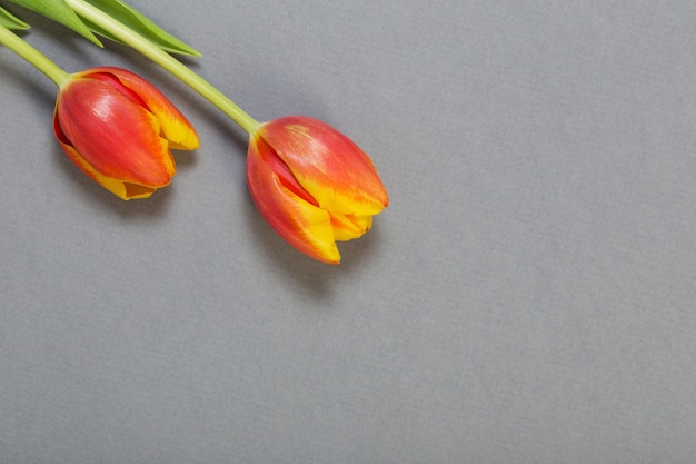 Tulipes sur surface de papier gris