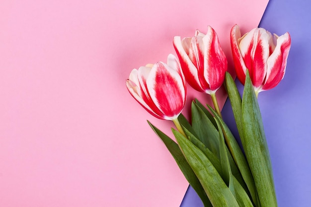 Tulipes sur surface rose Juste parce que je t'aime