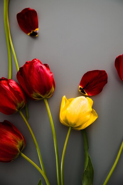 Tulipes sur table