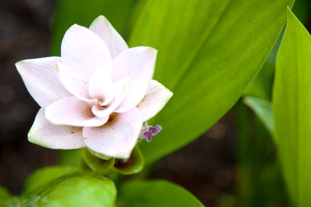 Tulipes de Thaïlande