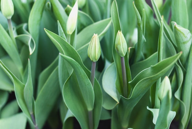 Tulipes vertes avec des bourgeons non ouverts au début du printemps