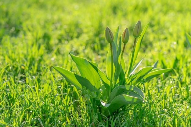 Tulipes vertes