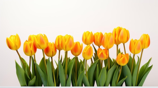 Des tulipes vibrantes sur un fond blanc