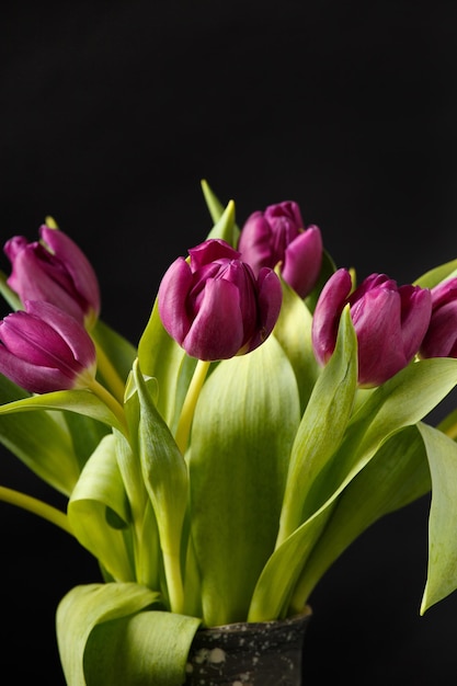 Tulipes violet foncé sur fond noir