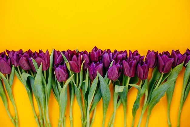 Tulipes violettes d'affilée sur fond orange avec espace de copie. Mise à plat avec des fleurs.