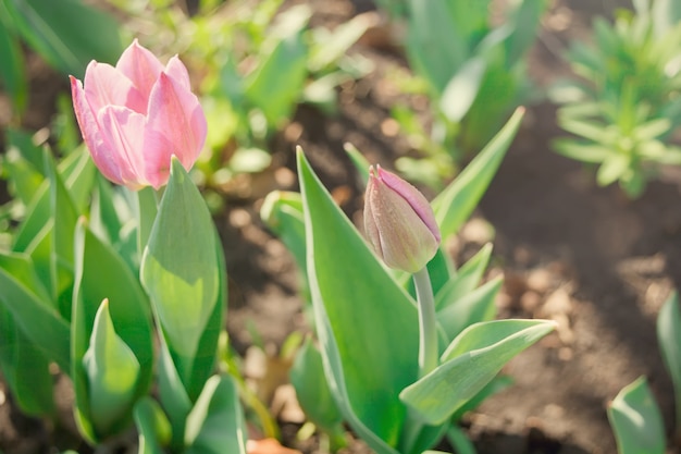 Tulipes violettes dans le jardin de printemps. Concept de printemps incroyable et fond.