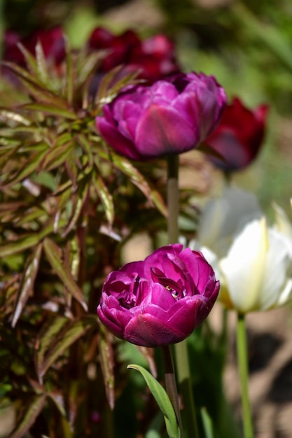 Photo des tulipes violettes en fleurs au printemps