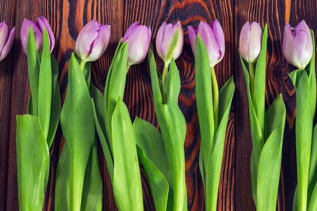 Tulipes violettes sur fond de bois foncé