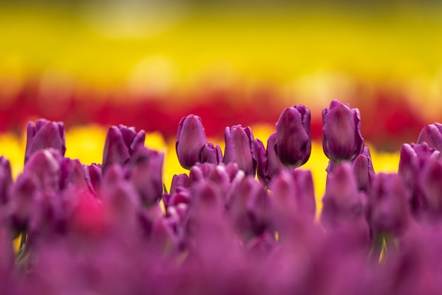 Tulipes violettes sur fond jaune en Patagonie