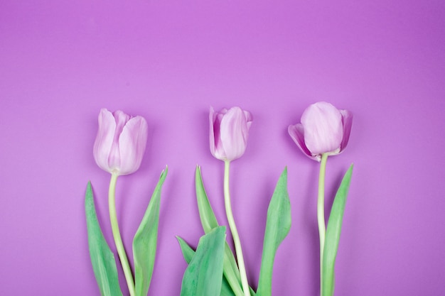 Tulipes violettes sur fond violet