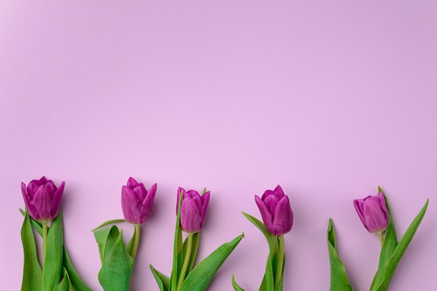 Tulipes violettes sur fond violet