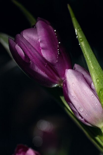 Tulipes violettes avec des gouttes d'eau dessus