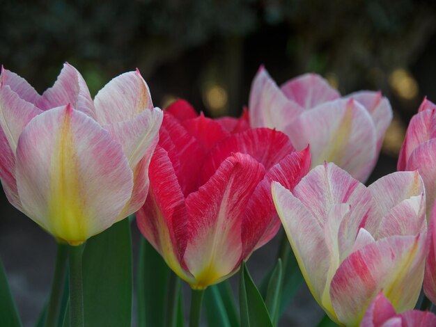 Les tulipes