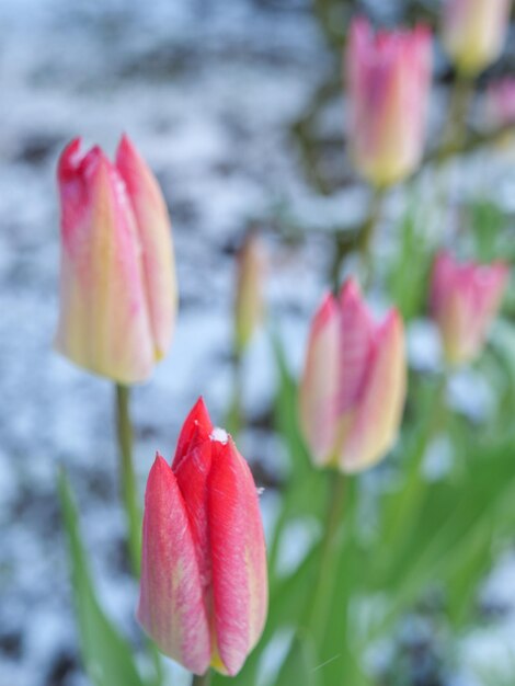 Les tulipes