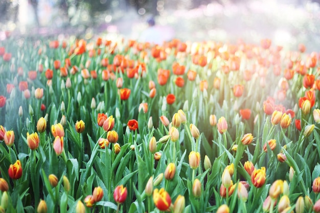 Photo tulipes