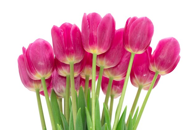 Tulipes