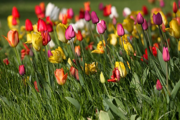 Tulipes