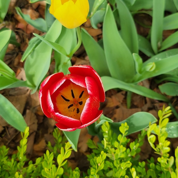 les tulipes