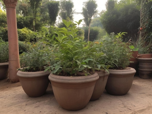 Tulsi Ocimum sanctum dans le jardin