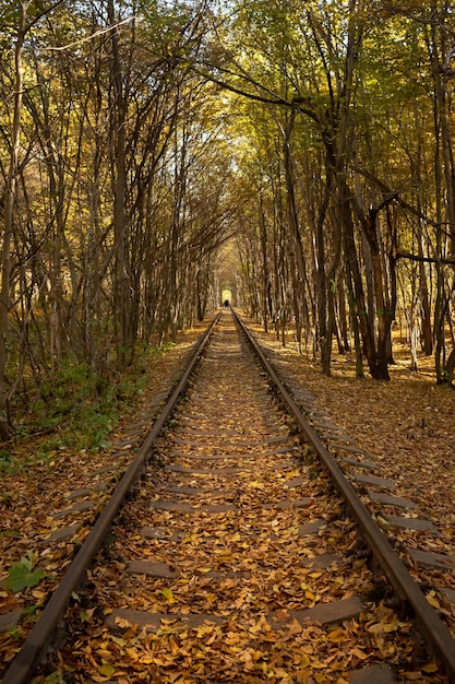 Tunnel de l'amour. Arc d'arbres. La beauté ukrainienne. Couleurs d'automne. Saison des feuilles jaunes.