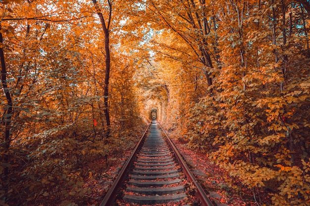 Tunnel d'amour en automne