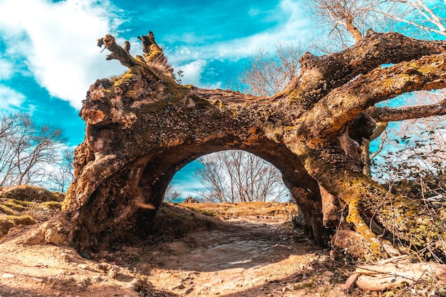 Un tunnel d'un arbre sur le chemin du Mont Adarra en Pays Basque Guipuzcoa