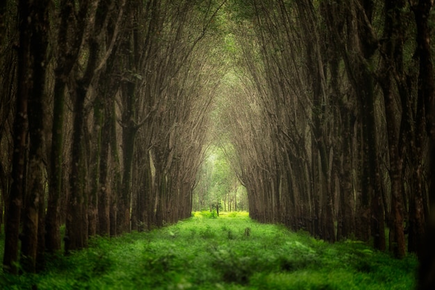 Tunnel d&#39;arbre imaginaire. Fond de la nature.