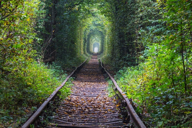 Tunnel d'arbres au début de la saison d'automne