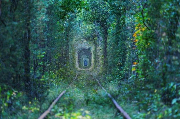 Tunnel d'arbres au début de la saison d'automne