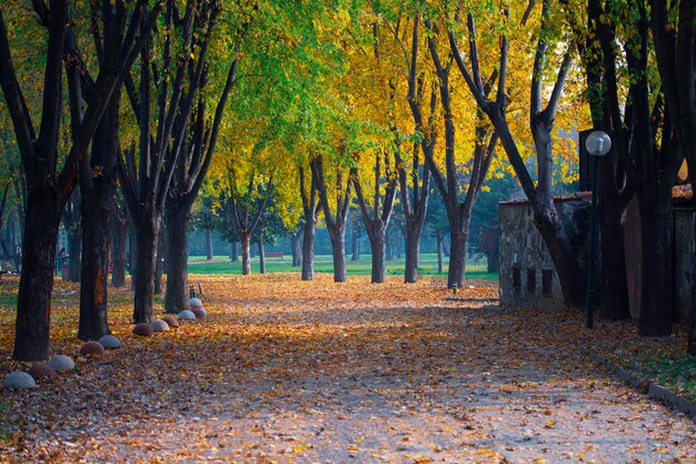 Photo un tunnel d'arbres à l'automne