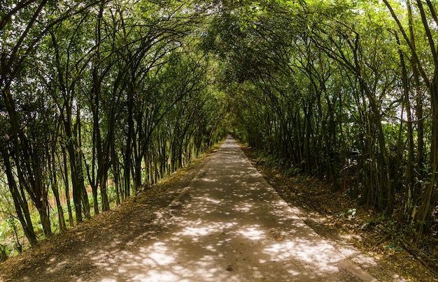 Photo un tunnel d'arbres recouvre la route