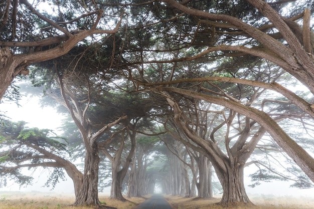 Tunnel d'arbres verts.