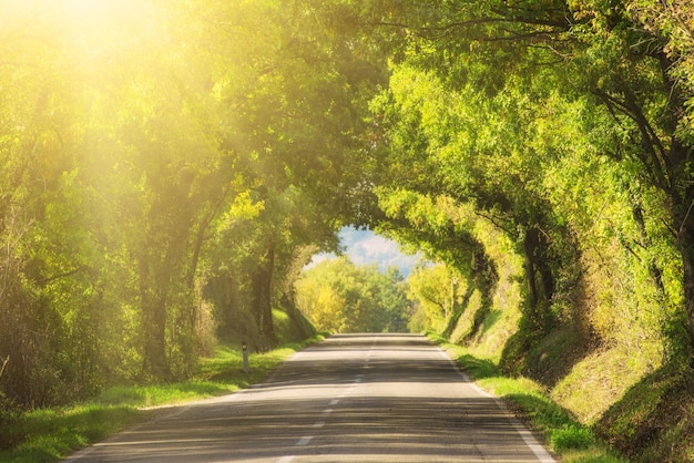 Tunnel des arbres