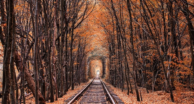 Photo tunnel d'automne de l'amour ville de klevan ukraine