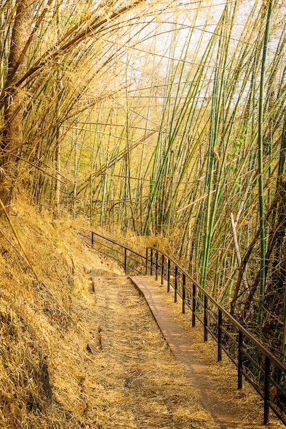 Tunnel de bambou sentier nature sentier fond