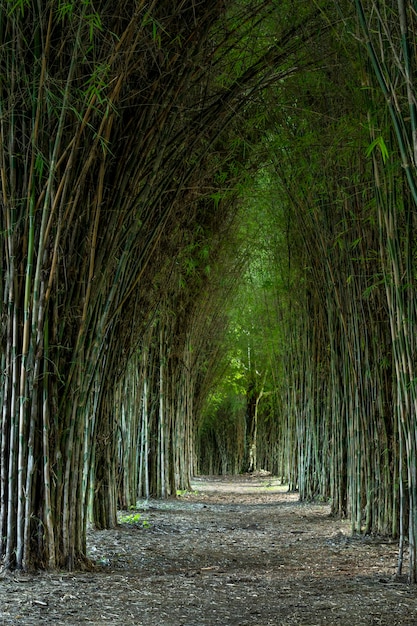 Tunnel de bambou tropical en Colombie
