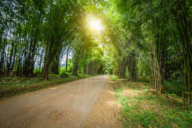 Tunnel de bambou