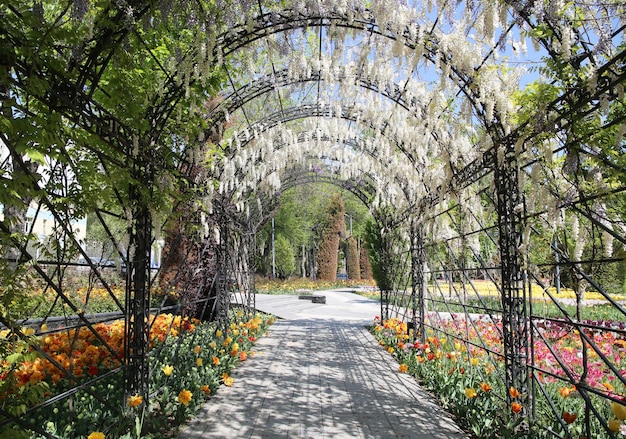 Tunnel blanc de glycine japonaise dans le jardin