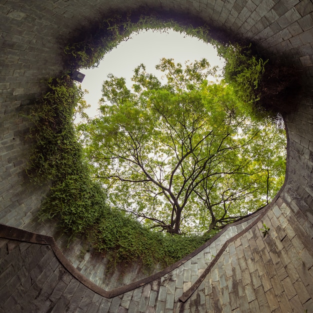 Photo un tunnel d'escalier avec arbre vert au-dessus