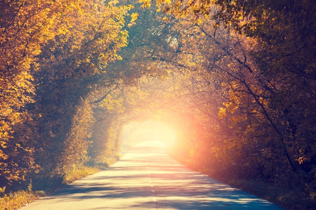 Tunnel naturel d'arbres à l'automne