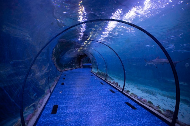 Photo tunnel de l'océanarium vide